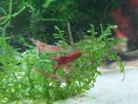 Krewetki Red cherry