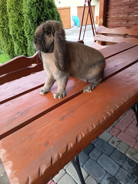 Samiec barana francuskiego