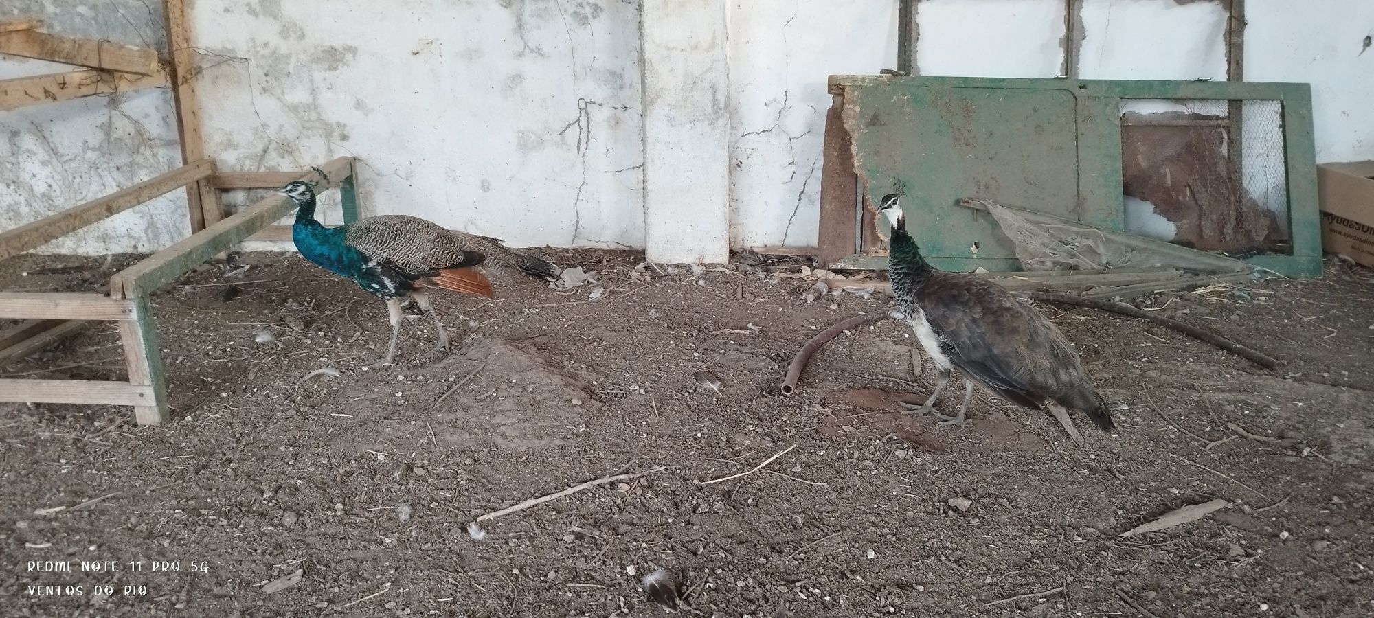 Pavões e outros animais