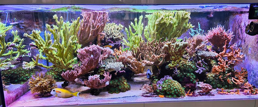 Acropory SPS szczepki