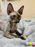 Devon rex kotka szuka kochającego domu