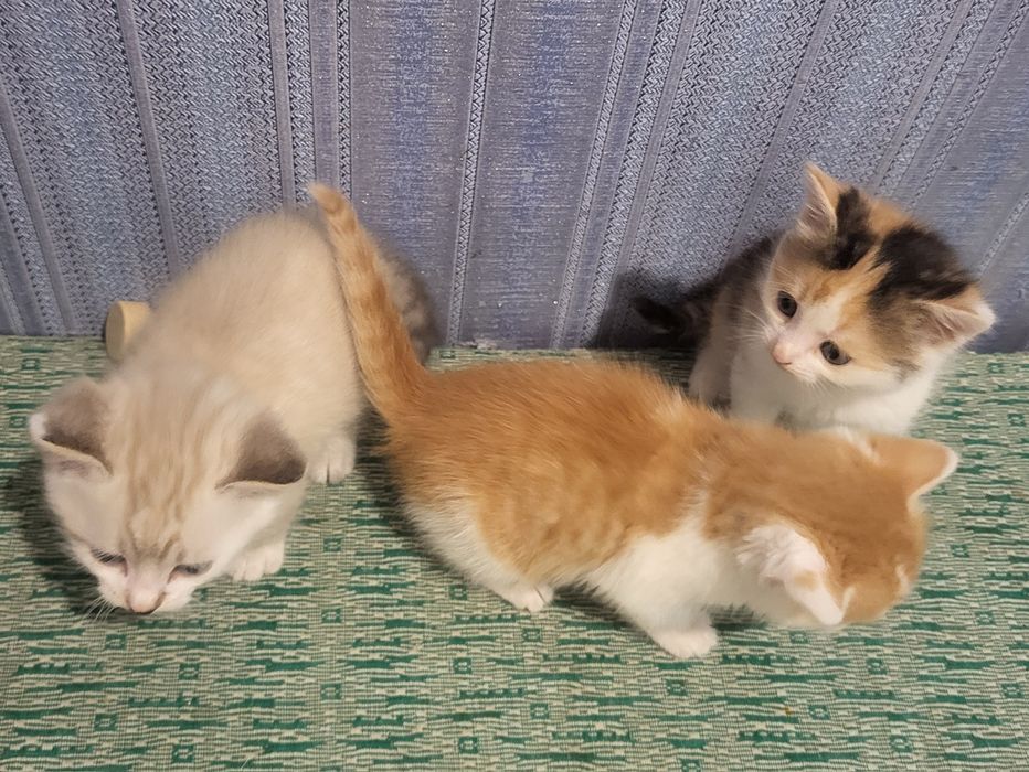 Віддамо в добрі руки кошенят