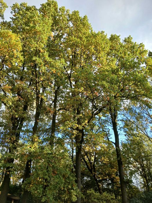 Dab na pniu 7sztuk drzewo deski bale schody