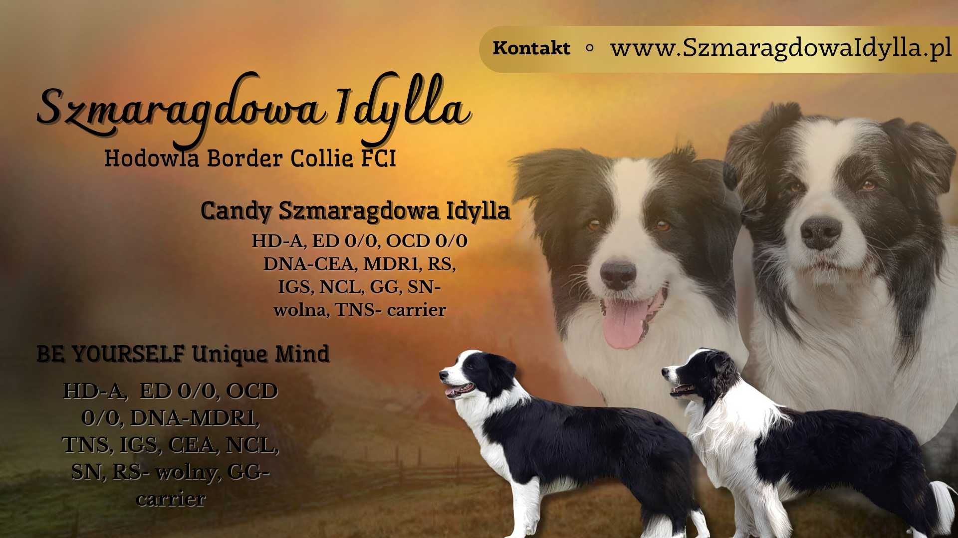 Border Collie - piesek ZKwP/FCI
