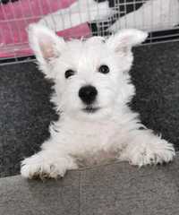 West Highland White Terrier