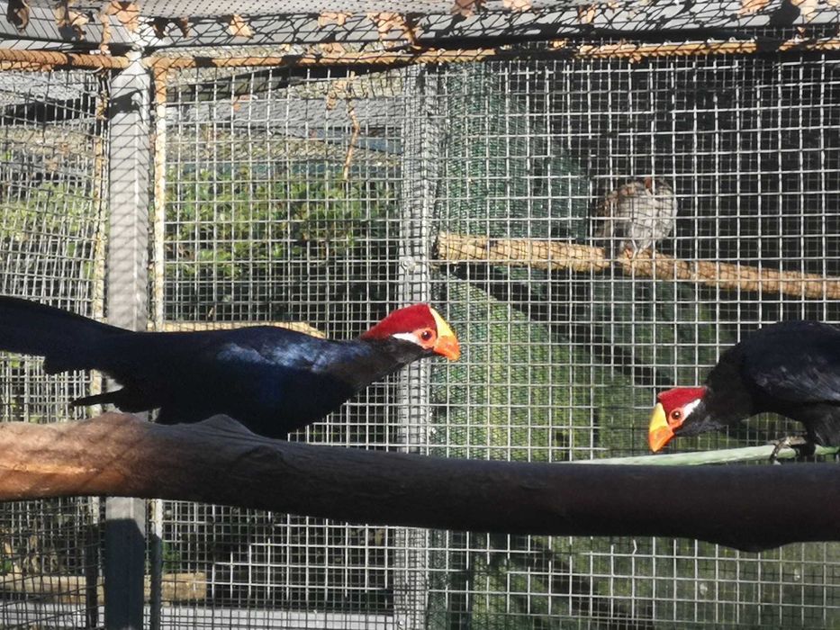 Turaco violaceo..