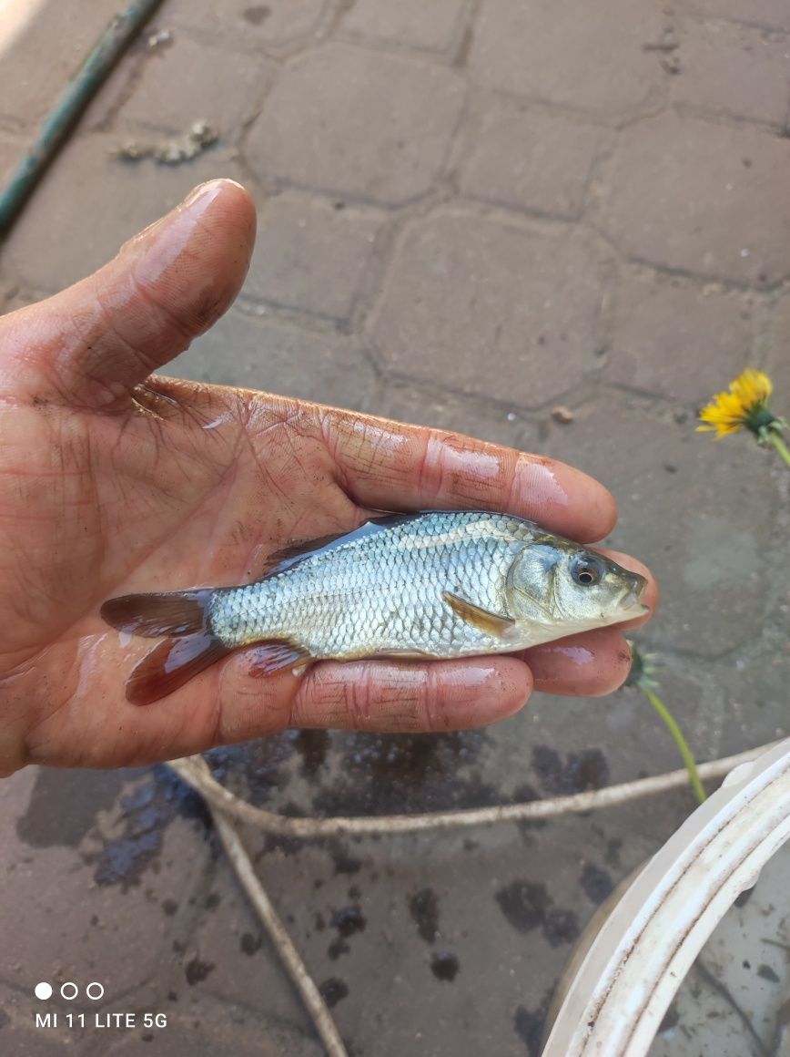 Karp kroczek stawowy