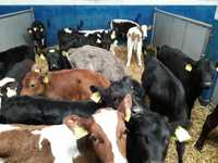Sprzedam jałówki HF na krowy, byczki oraz jałówki mięsne, MM,MS,HF