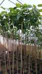 Catalpa  Katalpa Surmia ,,Nana''
