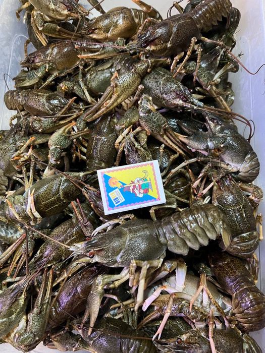 РАКИ свіжі річні!