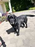 Czarny Labrador Nero szuka odpowiedzialnego domu