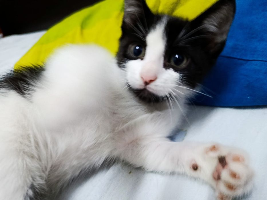 Gatinhos para adoção responsável