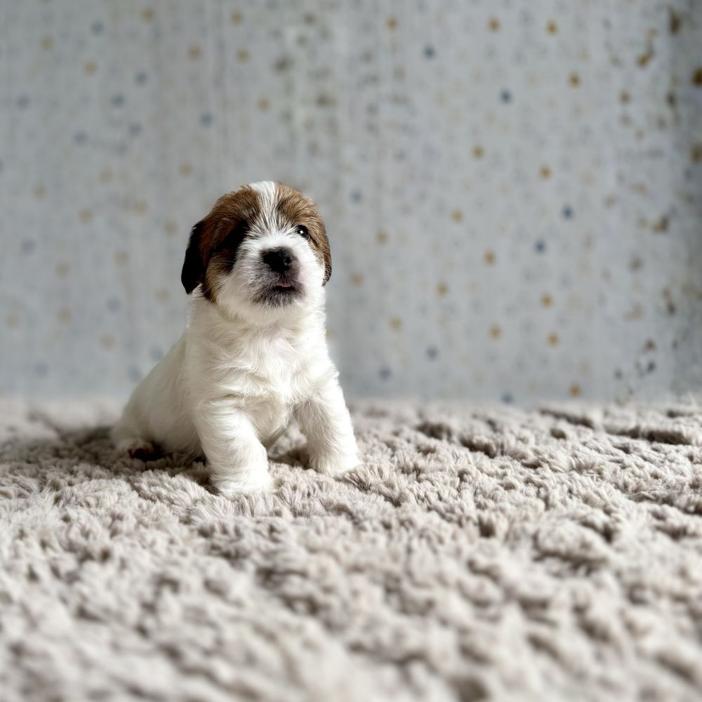 Jack Russell Terrier- szorstkowłosy piesek ZKwP