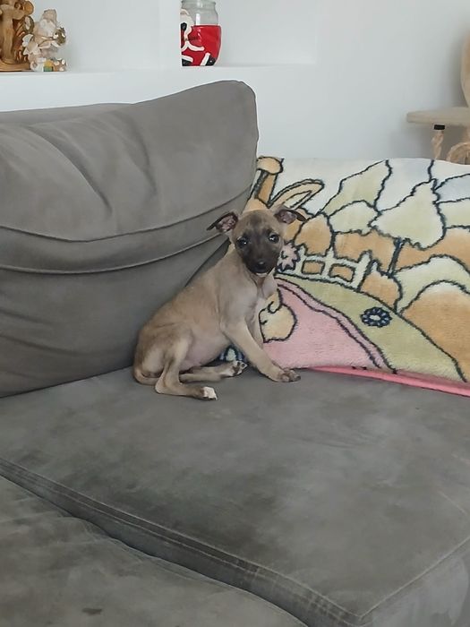 Chart Angielski Whippet śliczna suczka