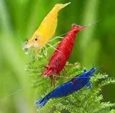 Peixes Tropicais