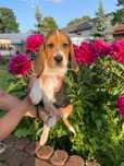 Śliczne pieski rasy Beagle z rodowodem