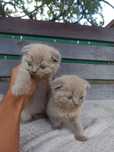 Продам шотландське висловухе  кошеня