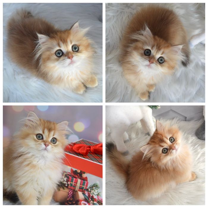 Британська золота шиншила кошенята