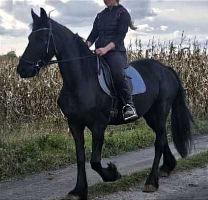 klacz Koń fryzyjski fryz fryzyjska dla każdego jeźdźca