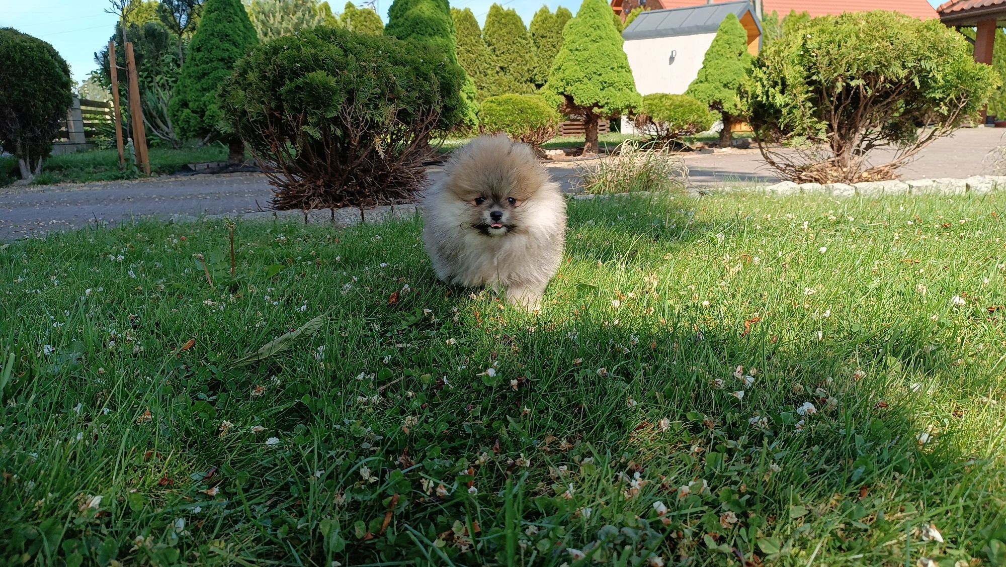 Szpic miniaturowy Pomeranian Piesek