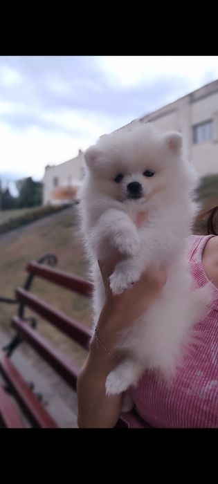 Очаровательные Щенки померанский шпиц