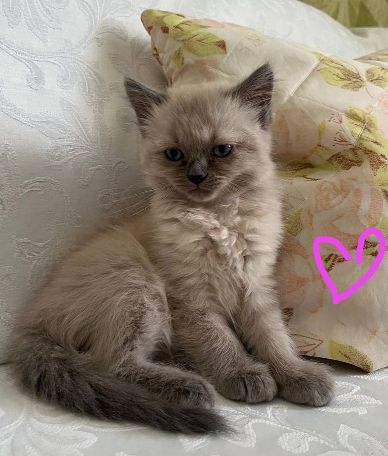 Кошенята сіамські, невська маскарадна