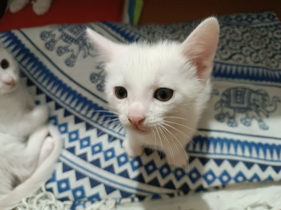 Doação de gatinhos