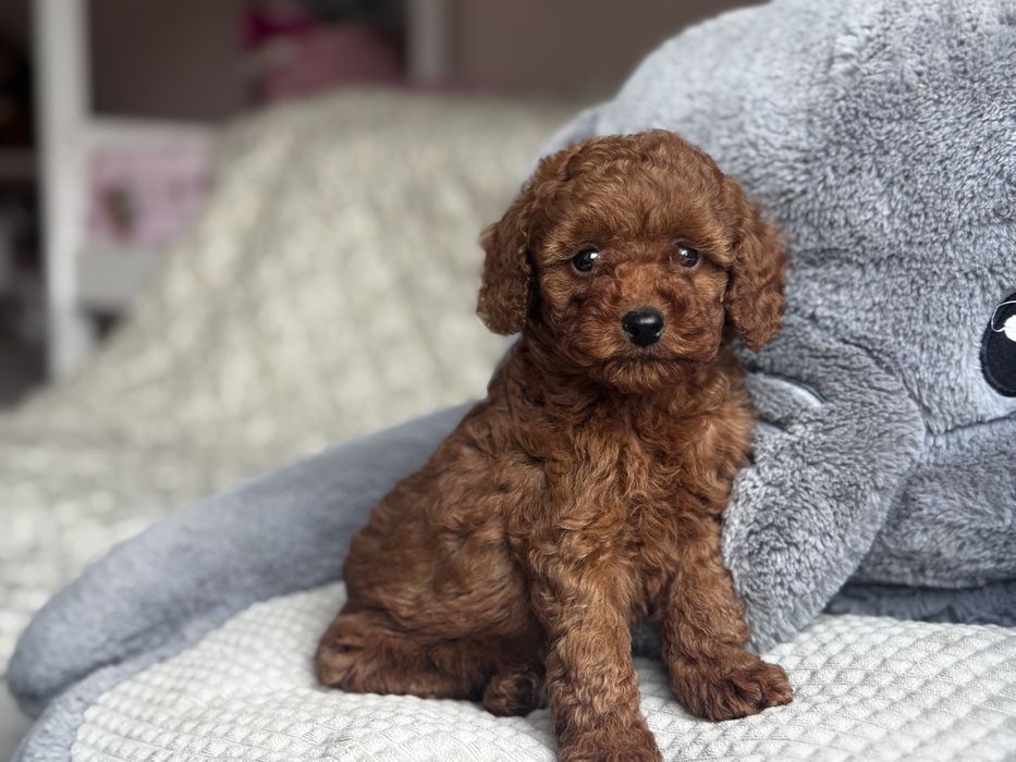 Pudel Toy Red - piesek ;)