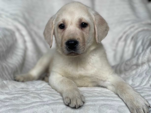 Labrador retriever ,labradory szczeniak piesek ZKwP ,FCI