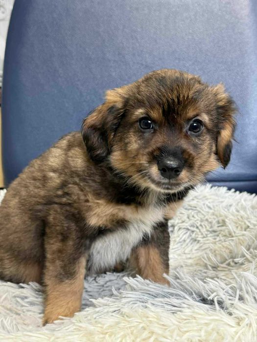 Pierniczek szczeniaczek do pilnej adopcji