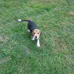 Szczeniaczek beagle