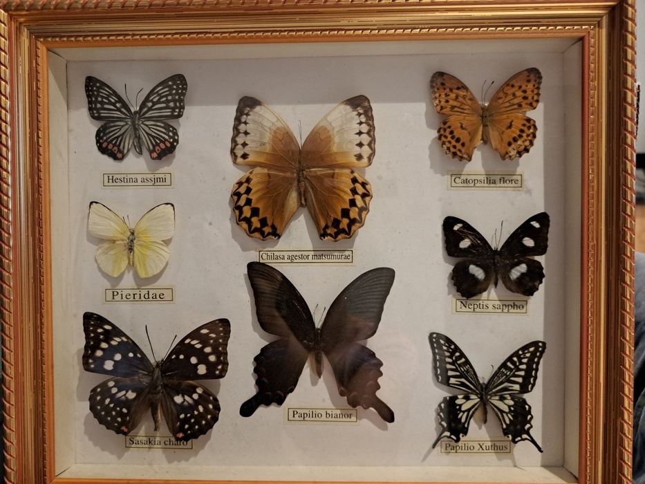 Obraz z suszonymi motylami