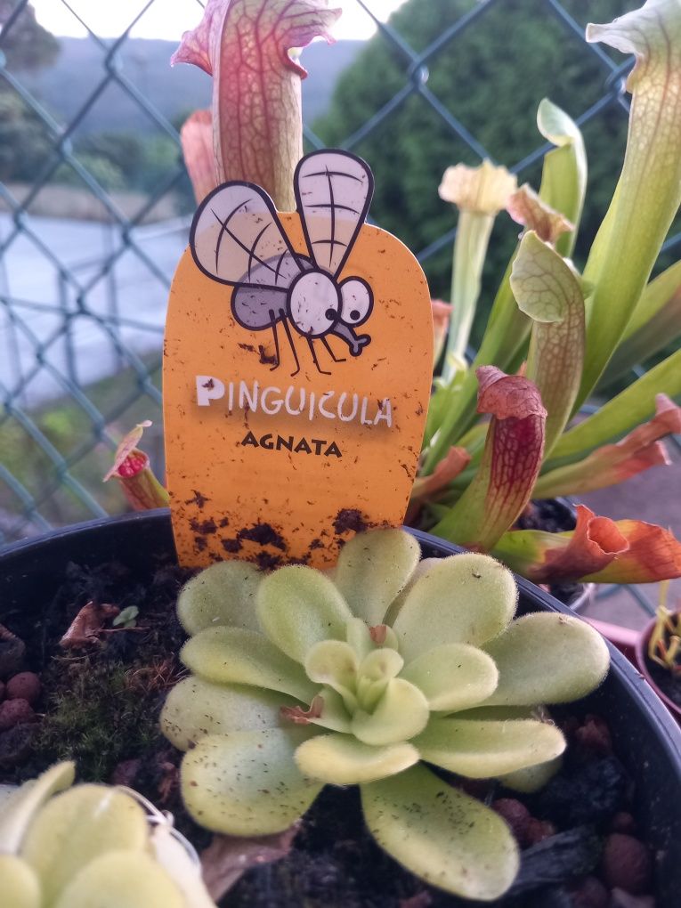 Plantas carnívoras
