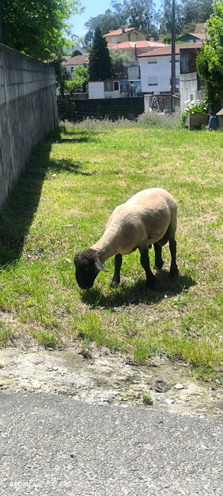 Borrego suffolk .