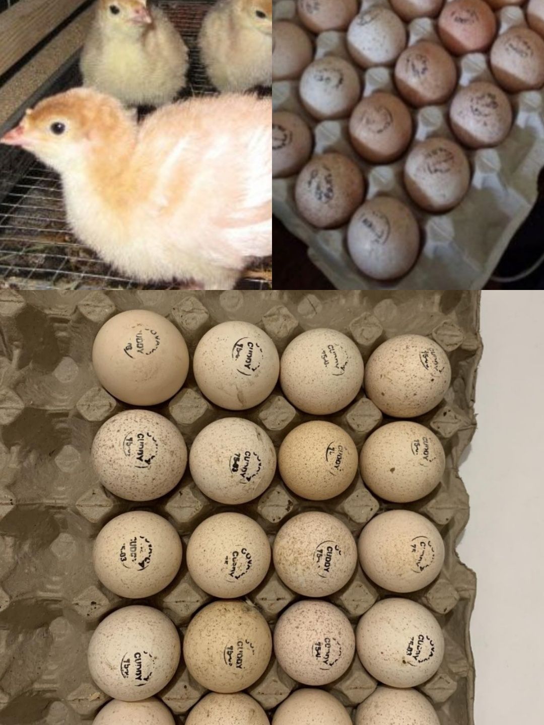 Інкубаційне яйце індик ХАЙБРІД, БІГ 6 імпорт