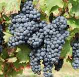 Winogron Ekologiczny Ciemny Bardzo smaczny Wino Soki Stara Odmiana