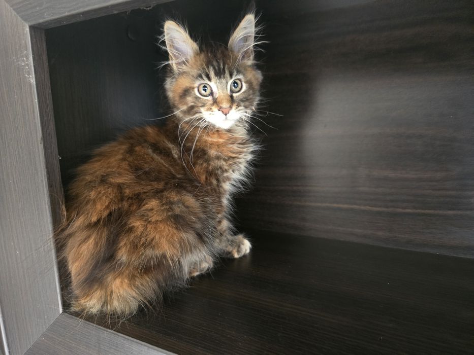 Maine Coon kocieta