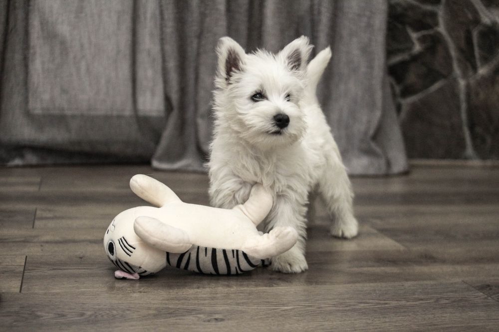 West Highland White Terrier