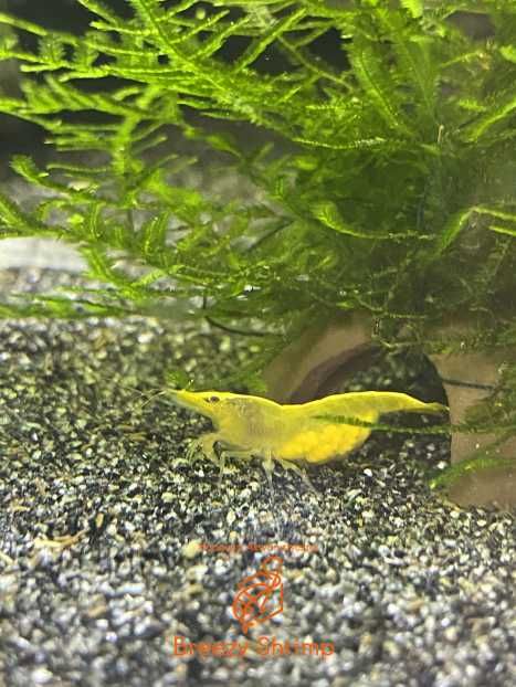 Krewetki Neocaridina Yellow Neon | Krewetki akwariowe