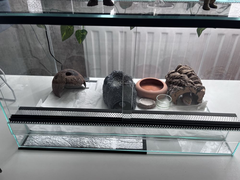 Gekon lampraci z terrariu
