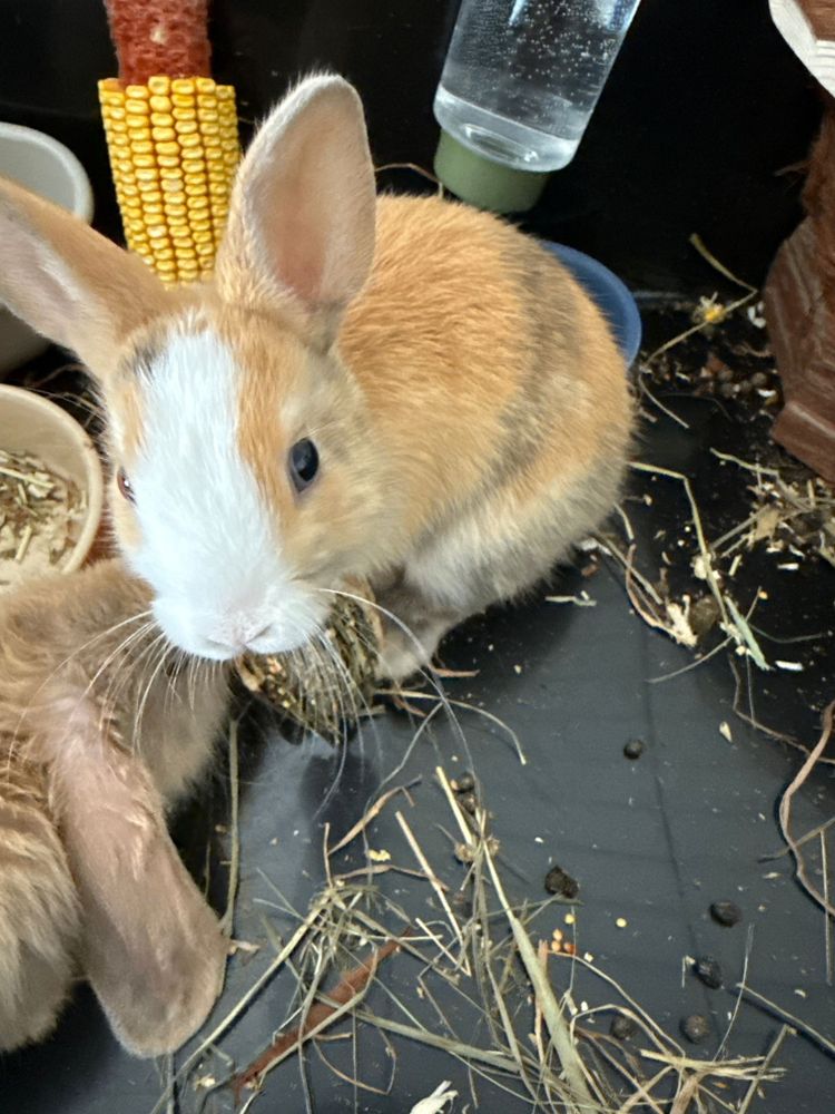 coelhos femeas- 1 mes e 2 meses