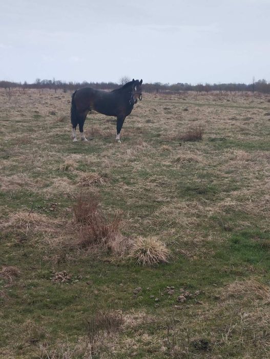 Доброго продам молодого жеребця