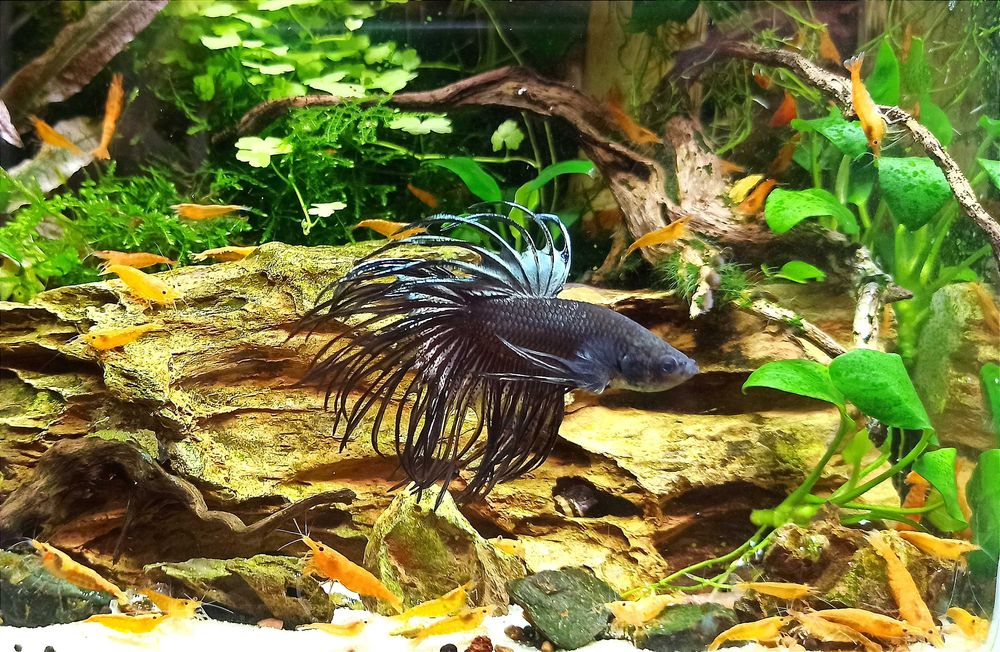 Krewetki Neocaridina YELLOW/ŻÓŁTA