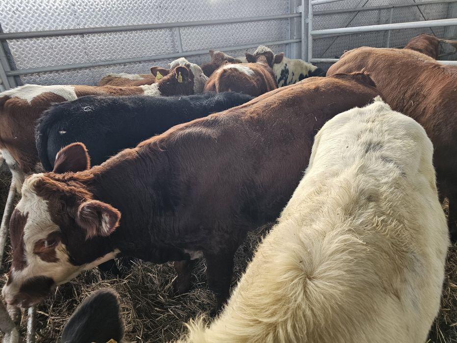 Sprzedam byki odsadki BBB SM LM MM