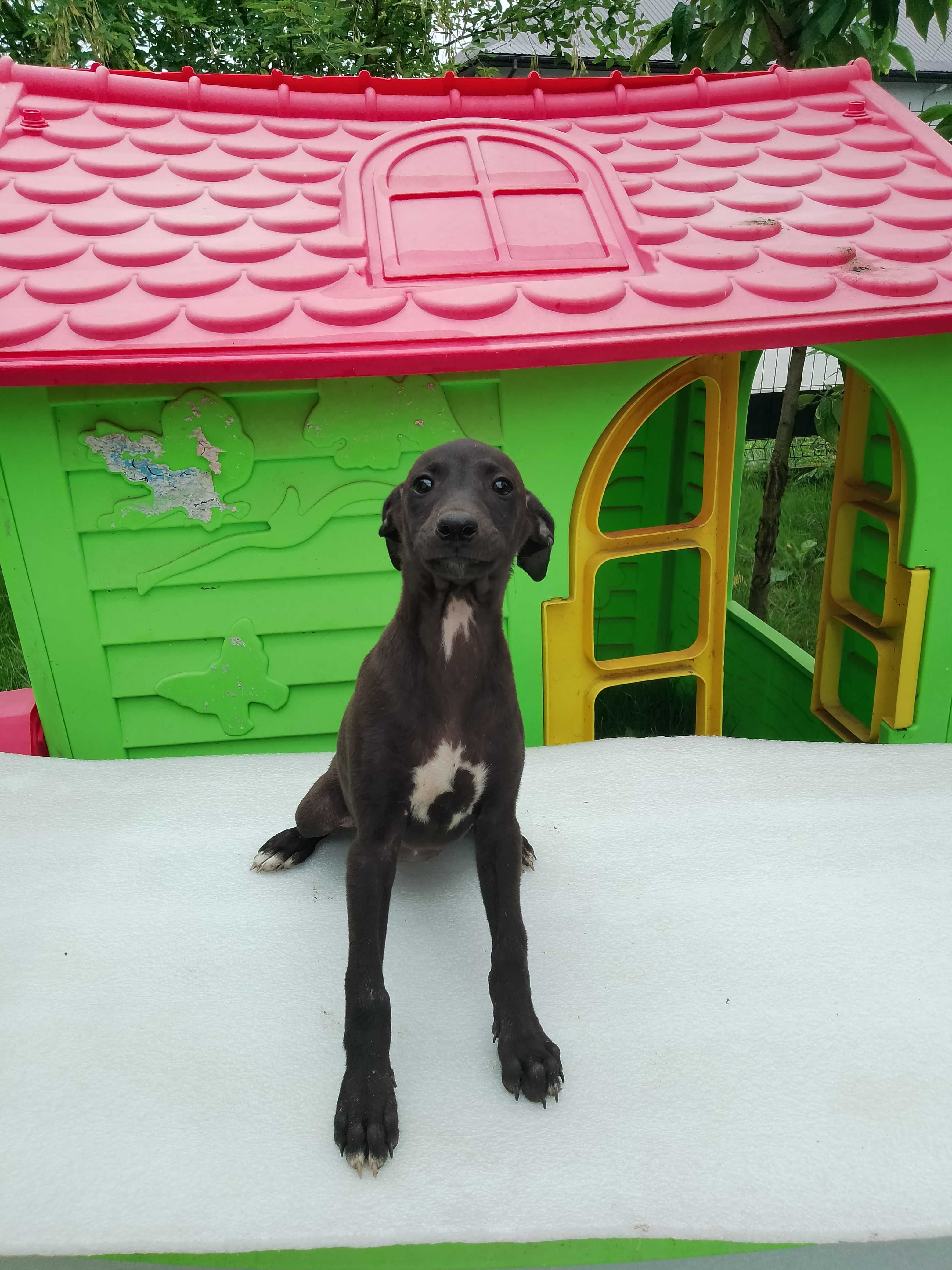Chart Whippet Suczka