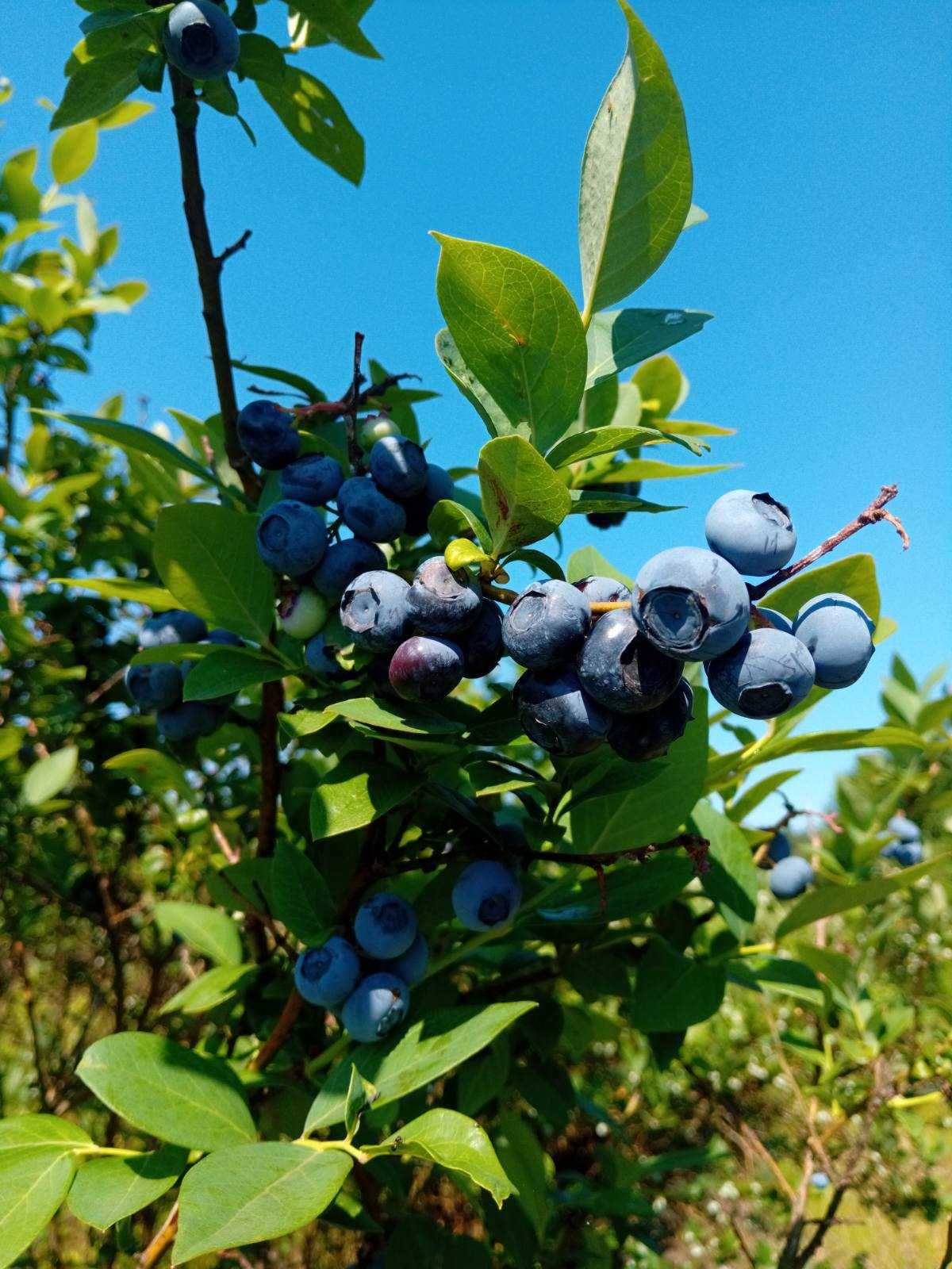 Sadzonki borówki amerykańskiej Bluecrop Elliott Nelson