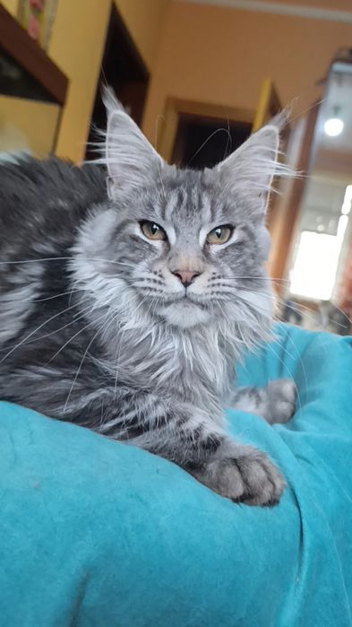 Кошечка породы Мейн Кун