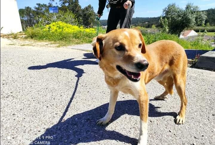 Adolfo- cachorro de porte médio para adoção