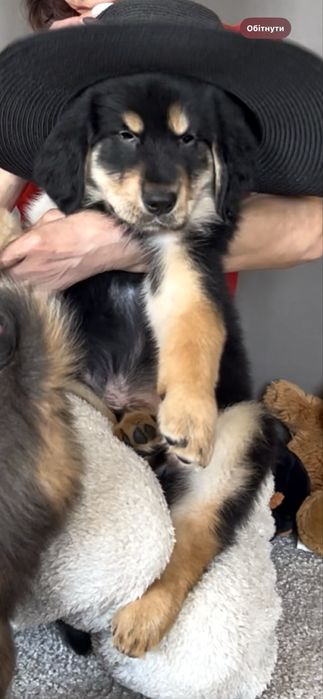 Чорнопідпалий окрас. Тибетський мастиф. Цуценя.