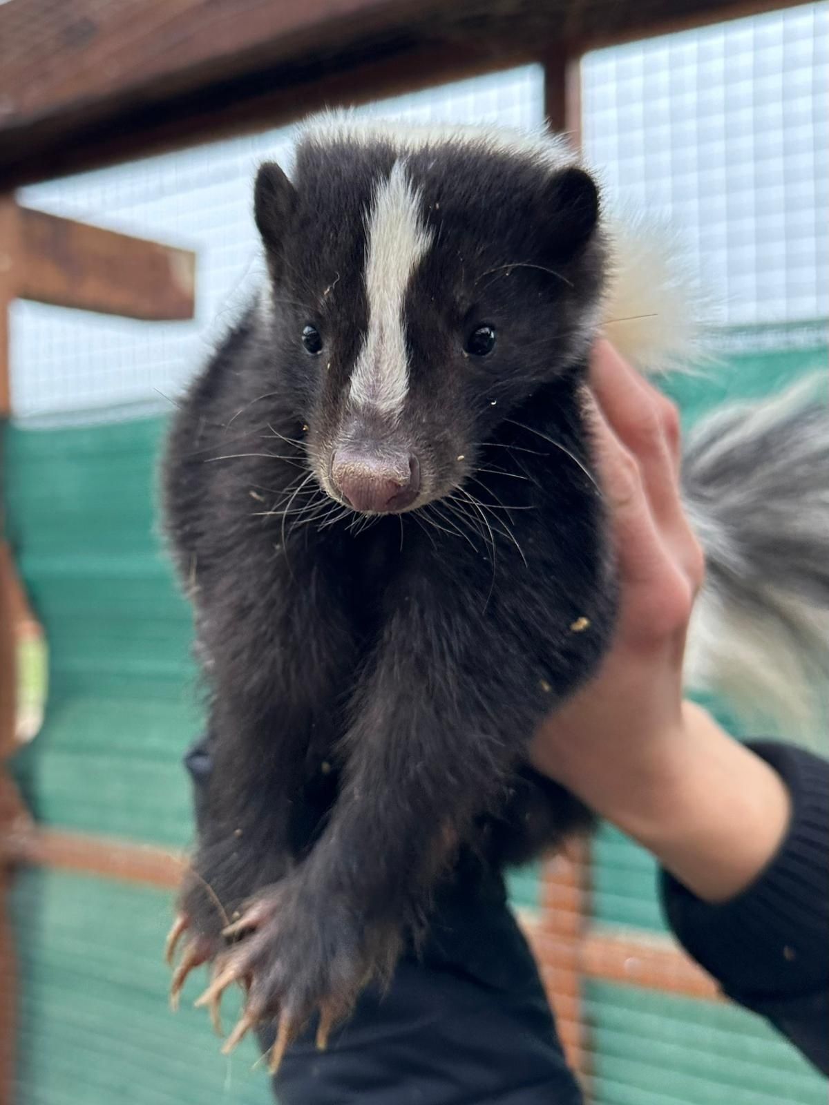 Skunks czarno biały albinos